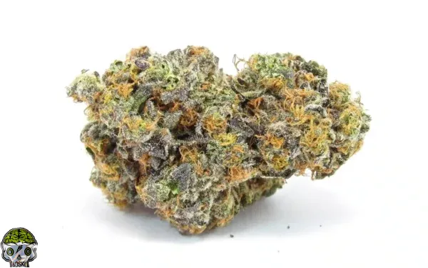 Blue 16 Strain