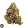 Tribute 13 Strain