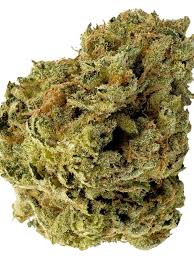 Coconut Cream Strain 