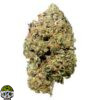 Gmo Cookie Strain