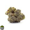 Governmint Oasis Strain
