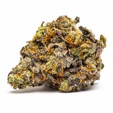 Governmint Oasis Strain