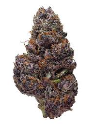 Pink Panther Strain