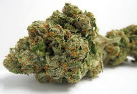 Strawberry Guava Strain 
