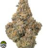 Tribute 13 Strain - Image 3