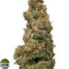 Cheese Quake Strain