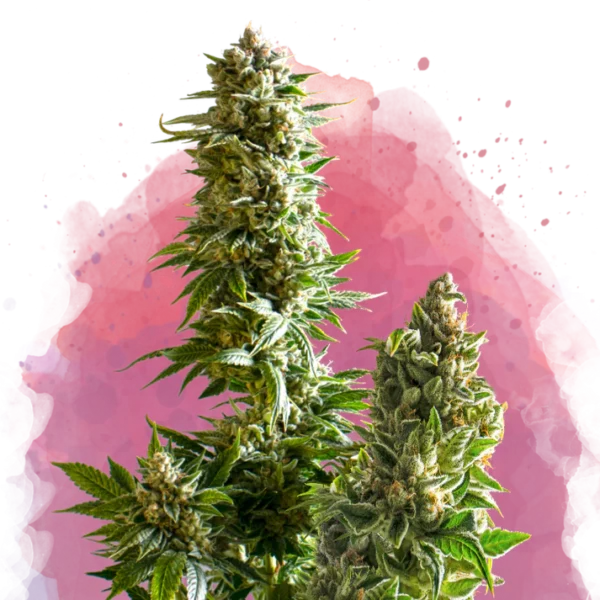 Master Kush Strain Near Me