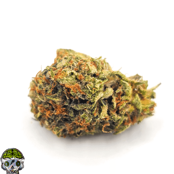 OG Shark Strain