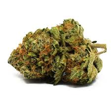 OG Shark Strain
