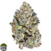 Rainbow Belts Strain - Image 3