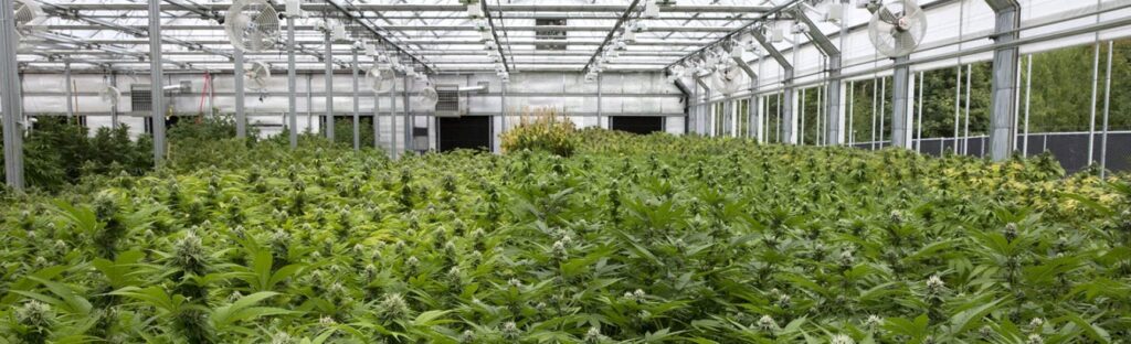 Bosky Genetics inhouse farm2